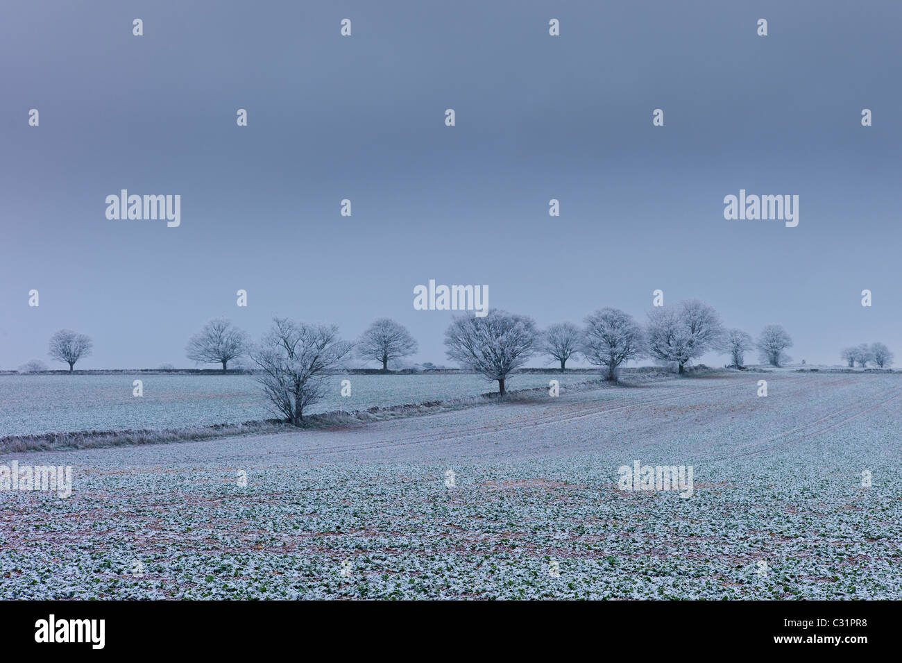 Hoar frost on trees and fields in frosty wintry landscape in The Cotswolds, Oxfordshire, UK Stock Photo