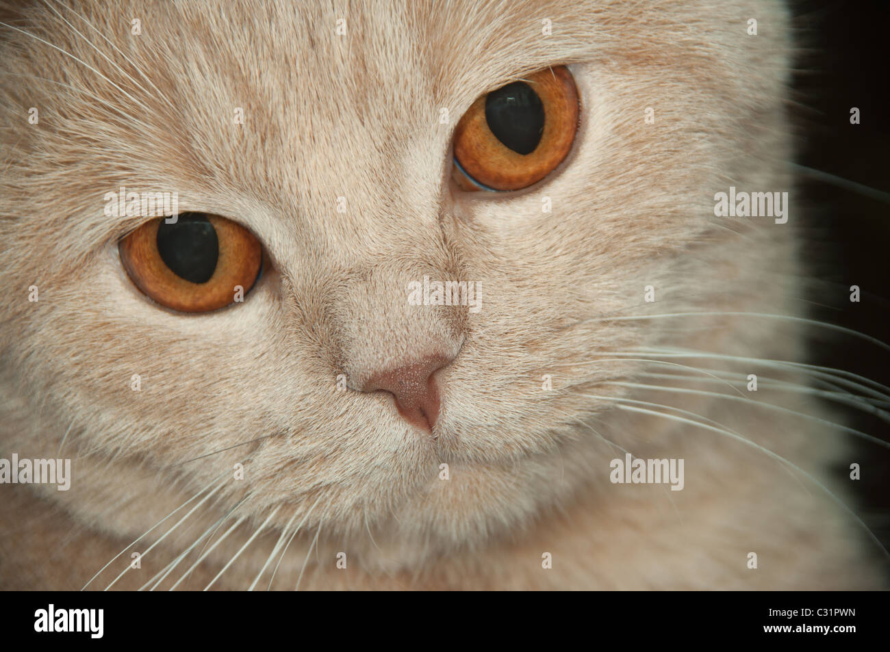 scotish fold the short-haired cat Looks in a distance Stock Photo