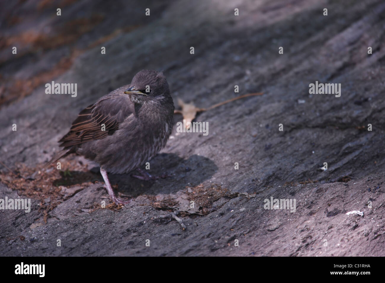 European Starling (Sturnus vulgaris vulgaris), fledgeling. Stock Photo