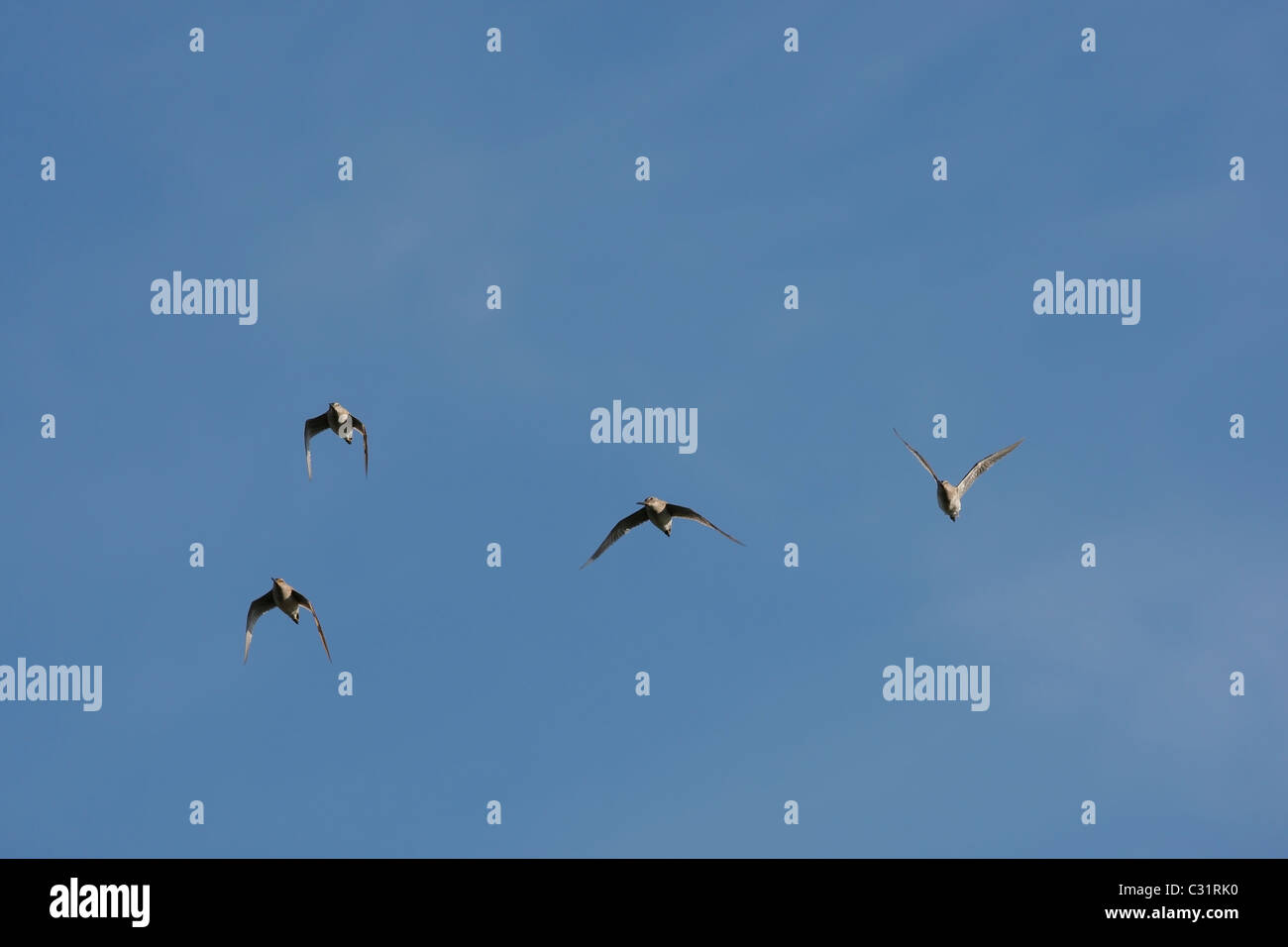 Short-billed Dowitcher (Limnodromus griseus griseus), flock in breeding plumage in flight in clear blue sky. Stock Photo