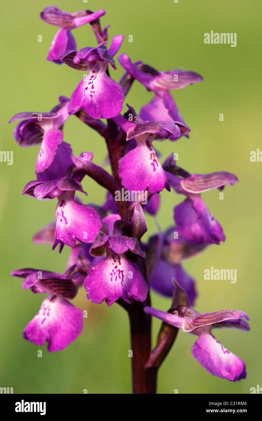 'Green-winged' Orchid, Orchis morio, UK, 'close up' Stock Photo