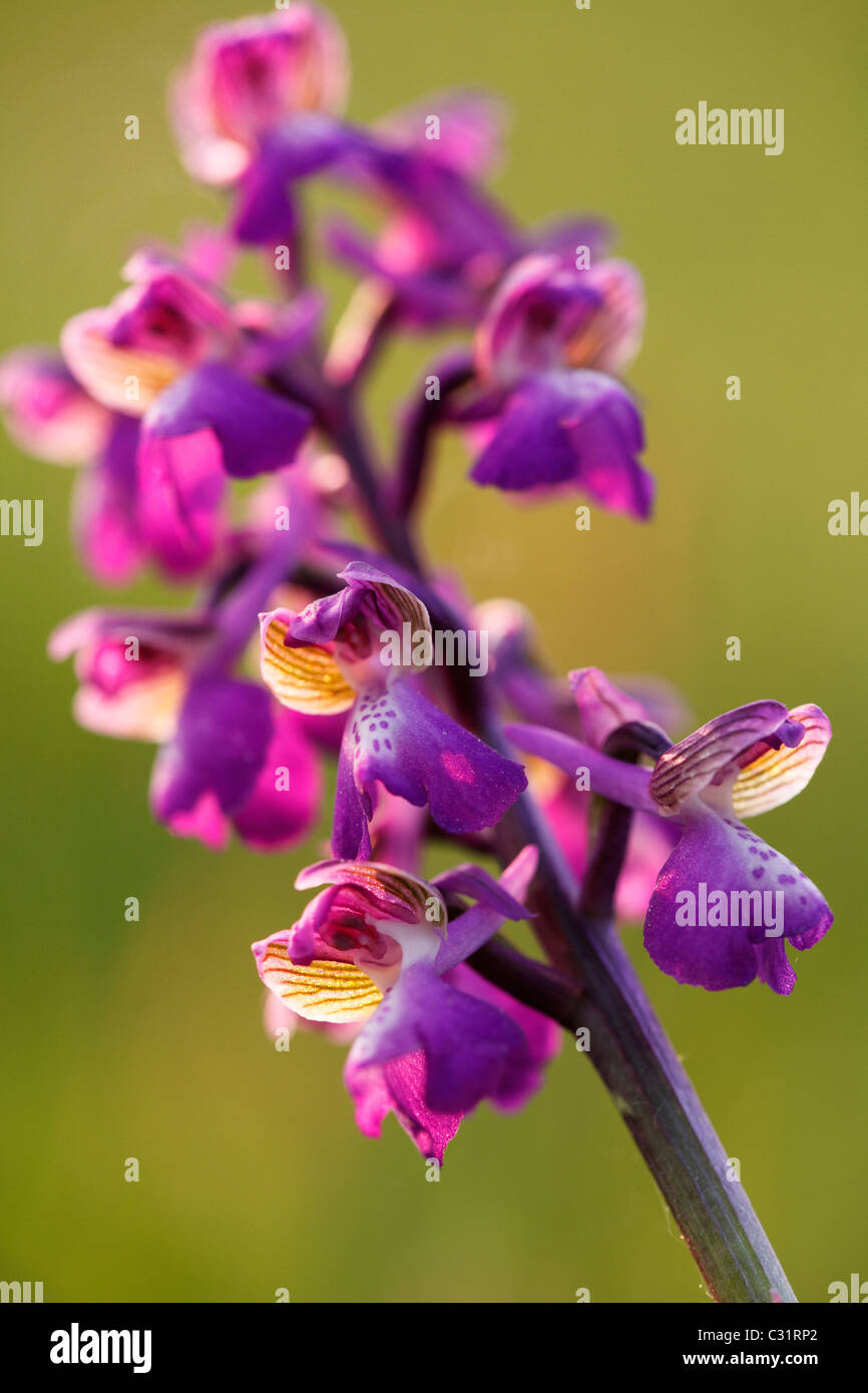 'Green-winged' Orchid, Orchis morio, UK, flower 'close up' in sunlight Stock Photo