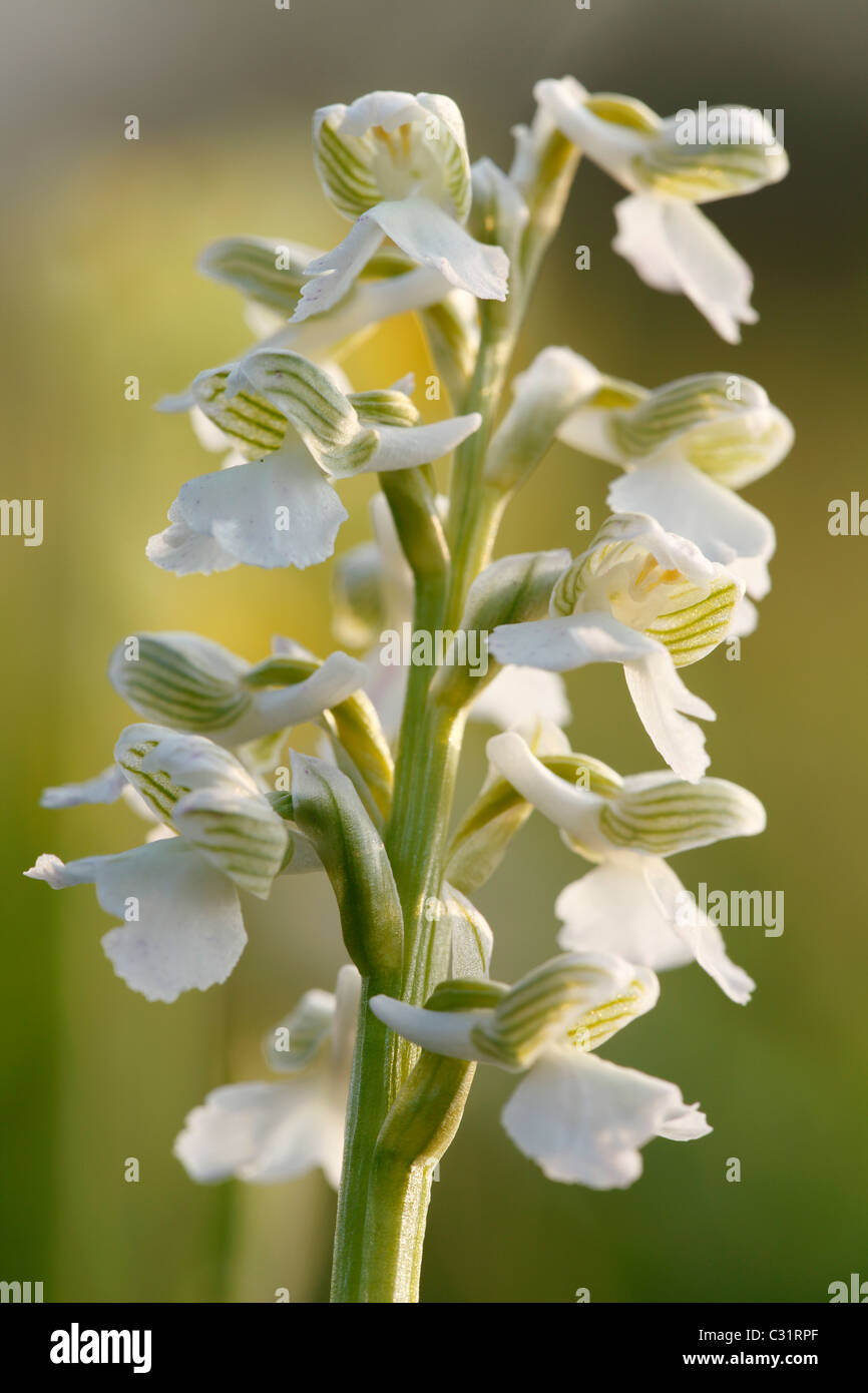 'Green-winged' Orchid [Orchis morio], UK, 'close up' Stock Photo