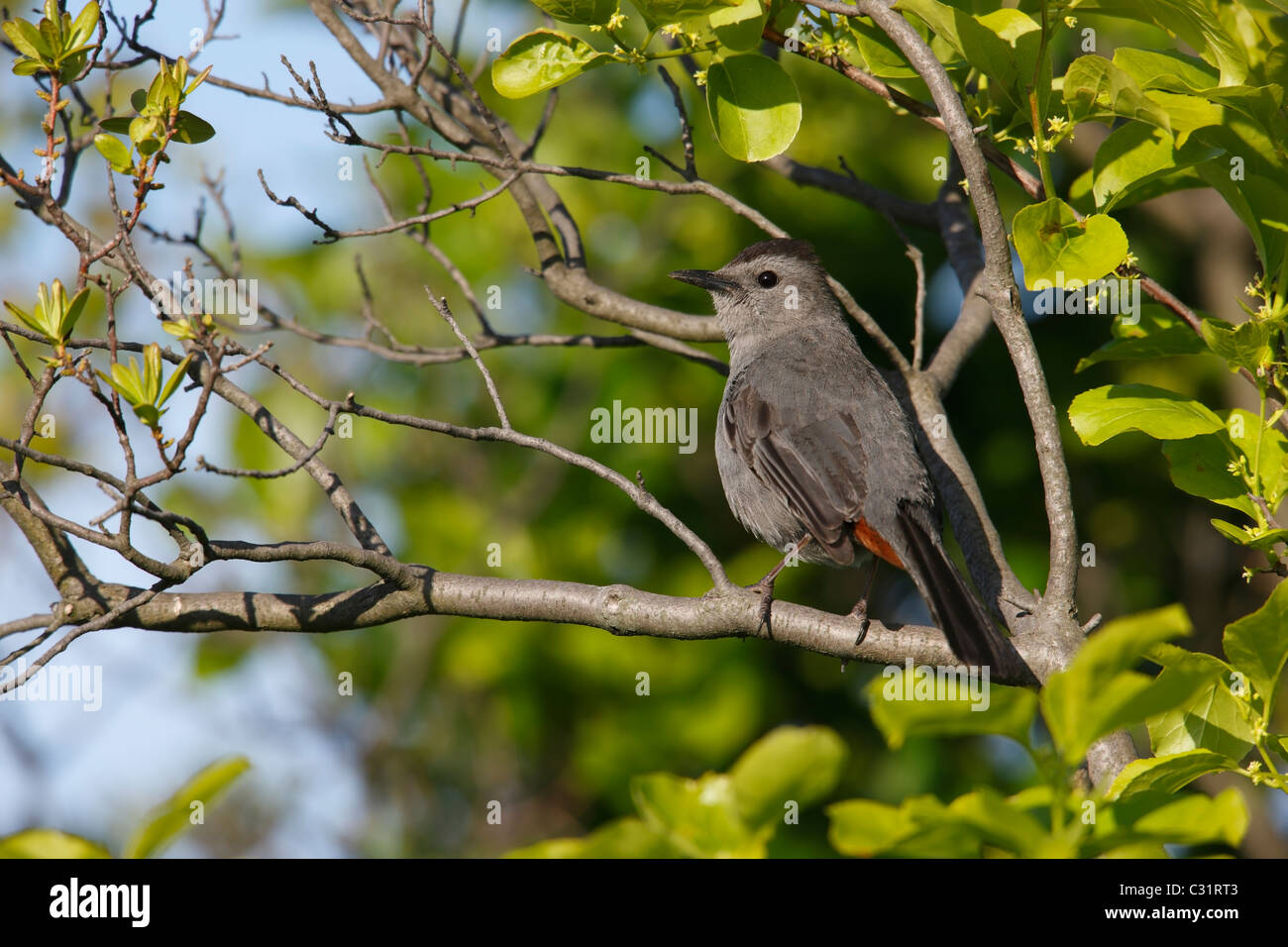 Gray Catbird (Dumetella carolinensis) resting in a tree at the Jamaica Bay National Wildlife Refuge in New York City, New York. Stock Photo