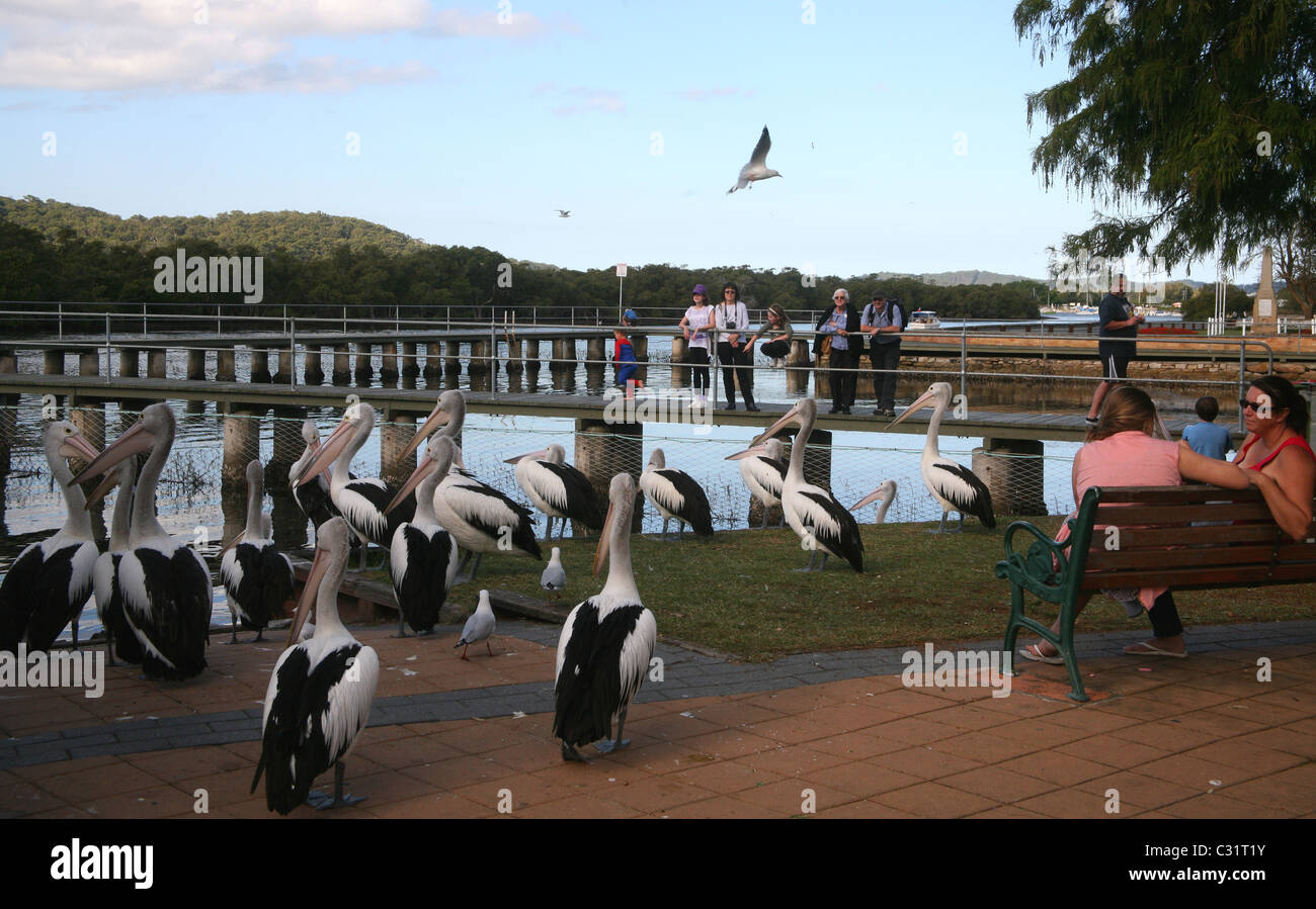 Pelicans waiting for the fishing boats to come in at Woy Woy, central NSW coast Stock Photo