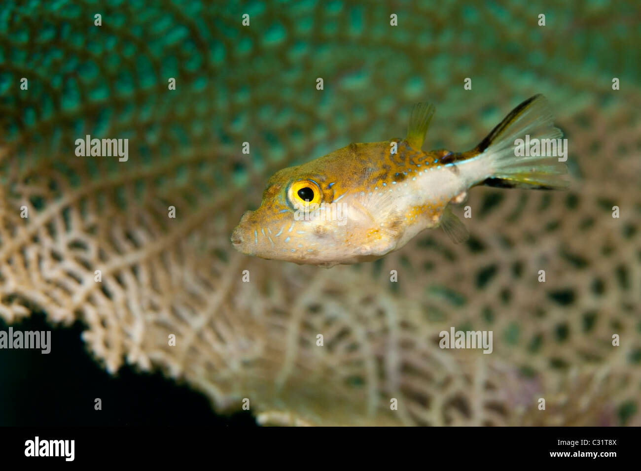 Sharpnose Puffer (Canthigaster rostrata) on a tropical coral reef off the island of Roatan, Honduras. Stock Photo