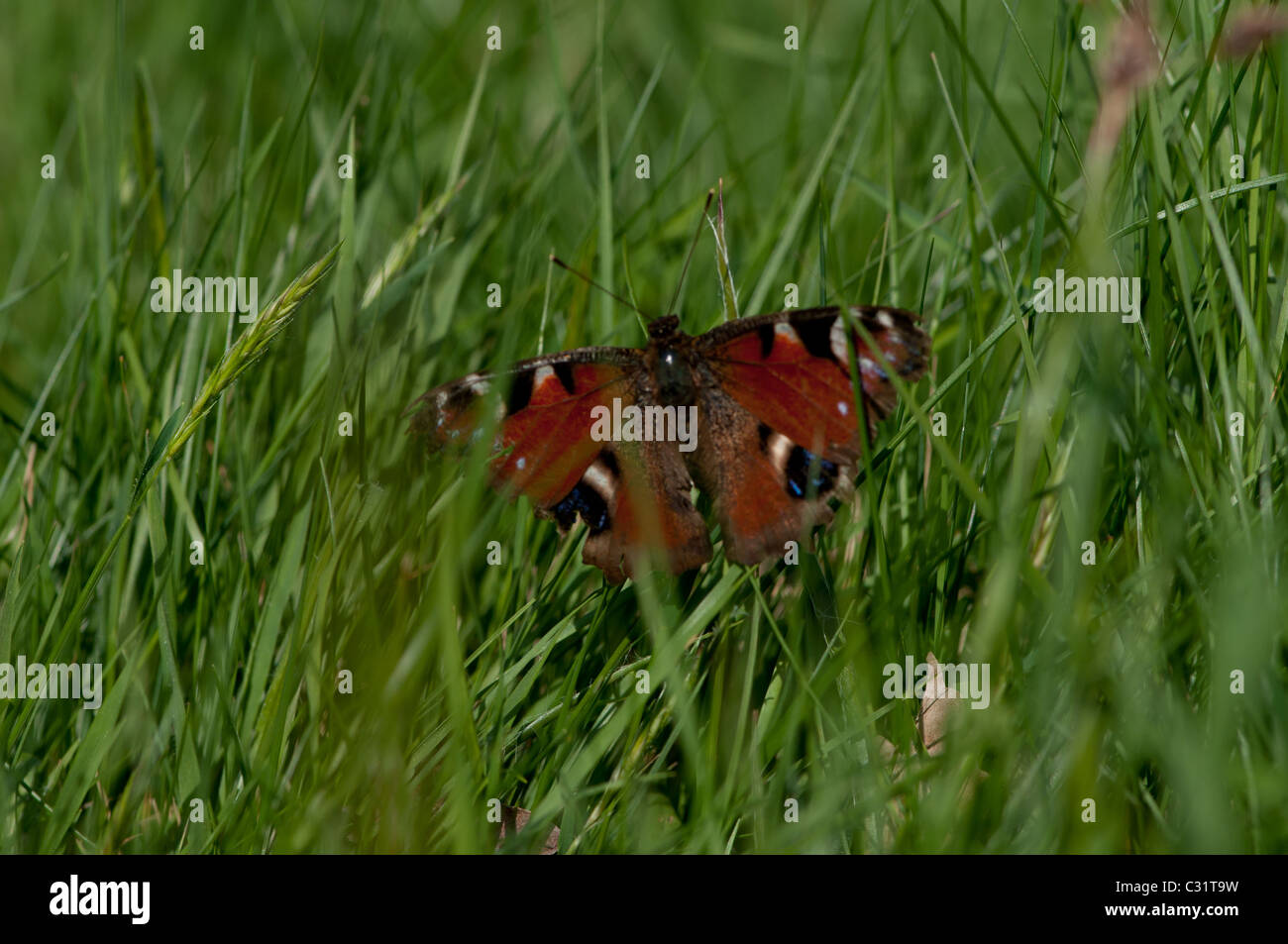 Peacock butterfly in the grass Stock Photo - Alamy