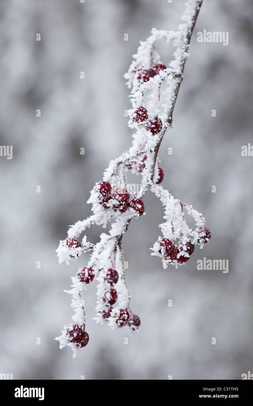 Winter scene hoar frost ice crystals on hawthorn berries in The Cotswolds, UK Stock Photo