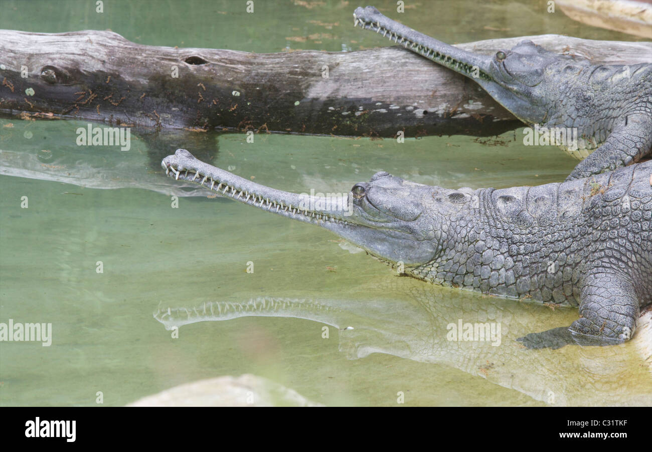 Indian Gharials (Gavialis gangeticus) at rest.  One of the Gharial's reflection can be seen in the water. Stock Photo