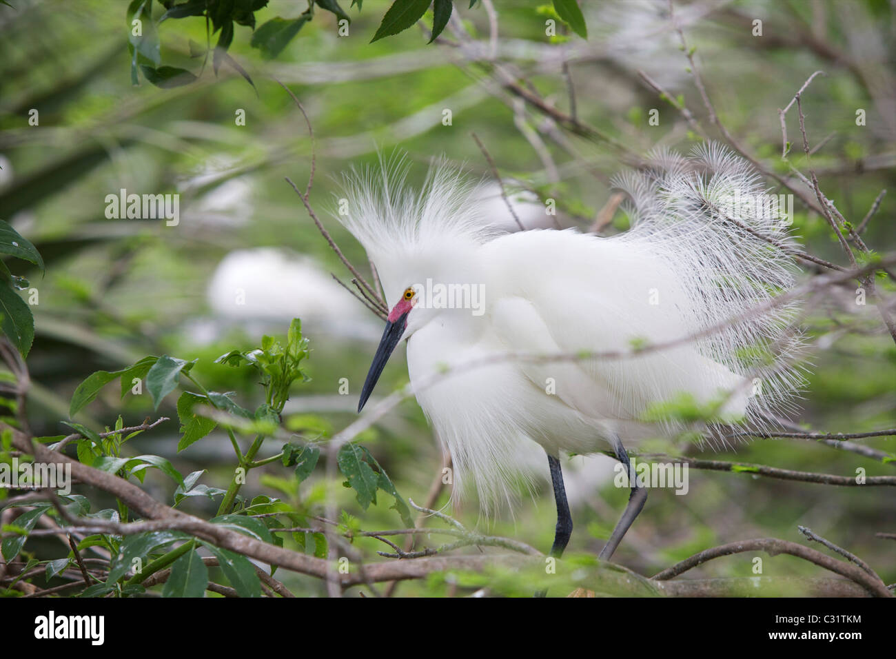 Snowy Egret (Egretta thula) displaying its feathers to attract a mate.  Upper bill is red to show it is ready to breed. Stock Photo