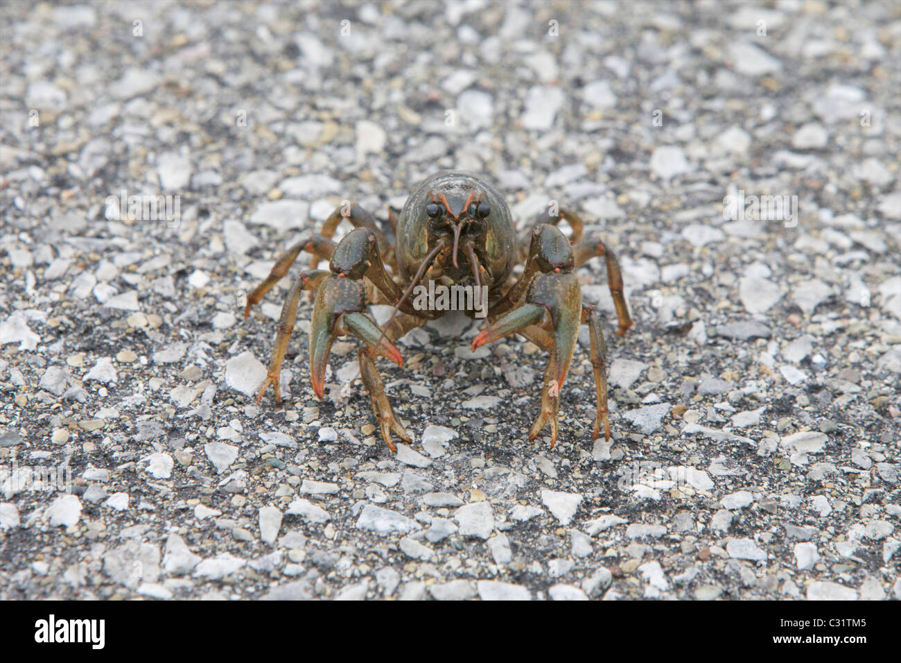 This crayfish was found walking across a road. Stock Photo