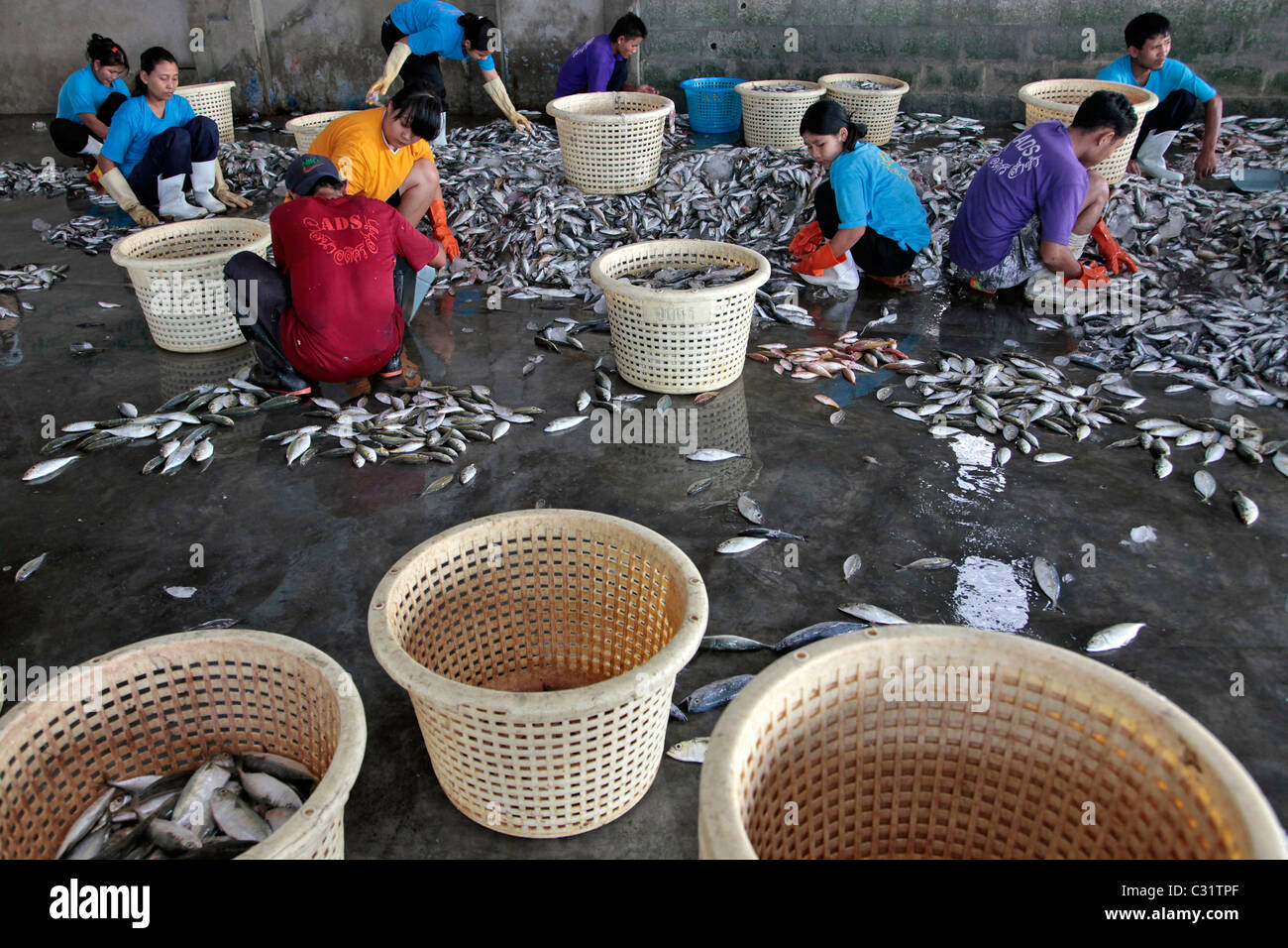 Sorting days catch fish market hires stock photography and images Alamy