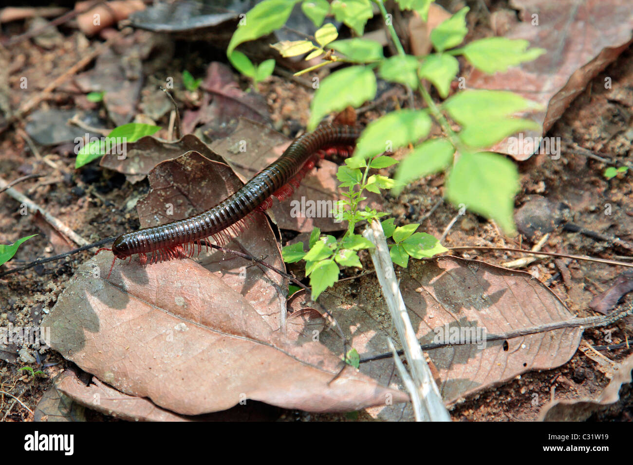 SCOLOPENDRA OR VENOMOUS CENTIPEDE ON A LEAF, BANG SAPHAN, THAILAND ...