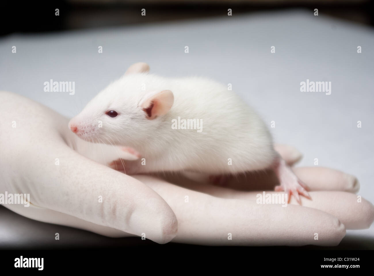 baby albino rat held in hand with a glove by researcher Stock Photo