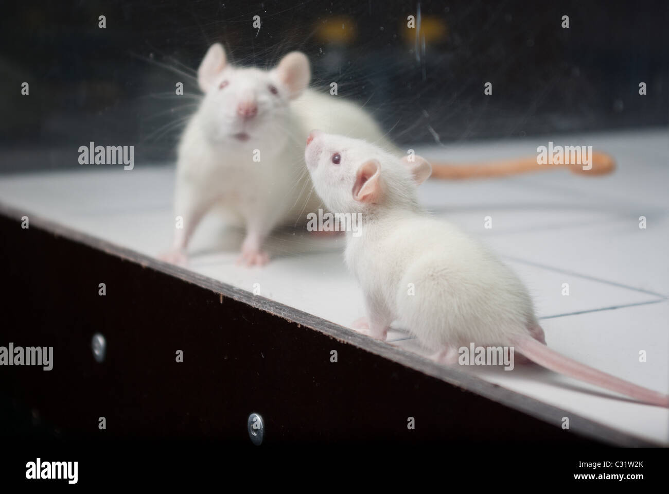white (albino) rat with baby rat on open field board Stock Photo