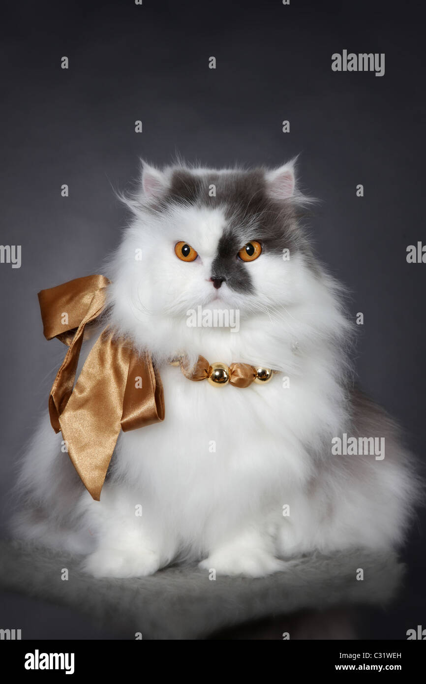 Persian cat cheap collar
