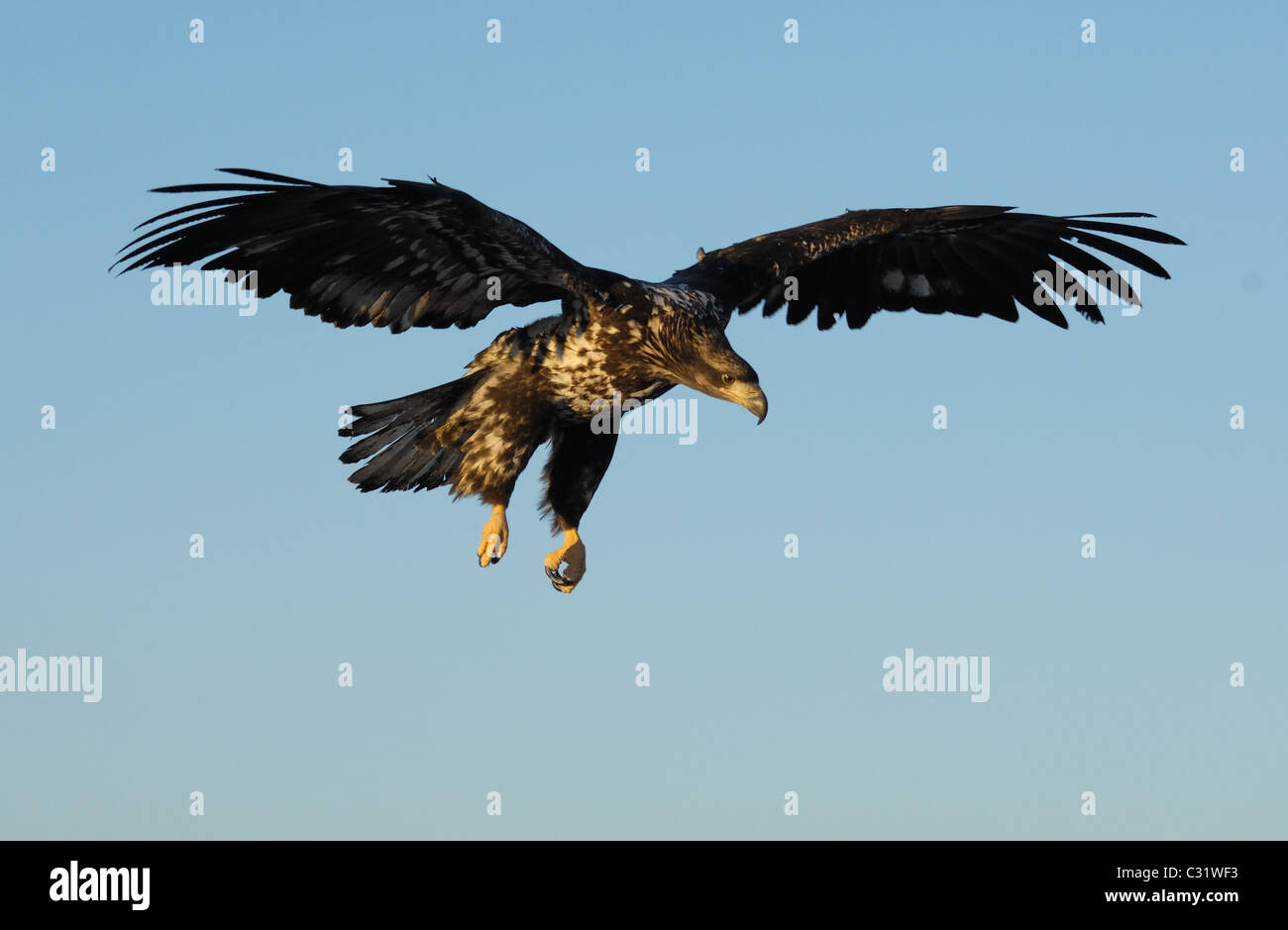 Bald Eagles sitting on dead tree trunk, near to landing and flying
