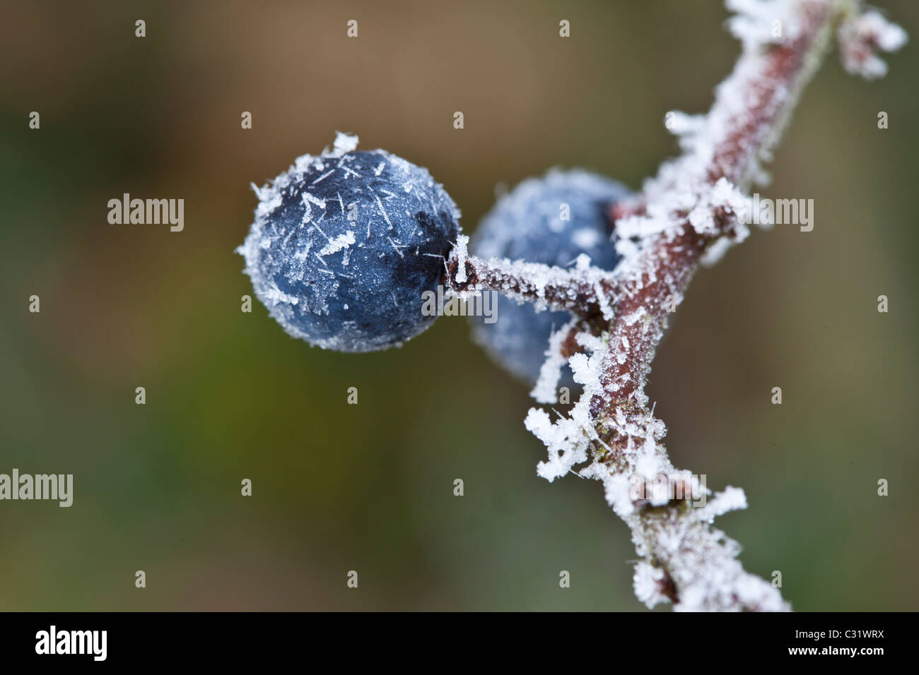 Winter scene hoar frost on sloe berries in The Cotswolds, UK Stock Photo