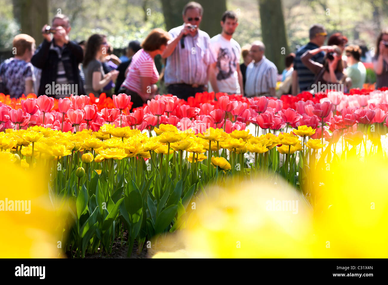 Visitors taking pictures of tulips at the Keukenhof Flower Garden Lisse. Tourist attraction drawing huge crowds on a sunny day. Stock Photo