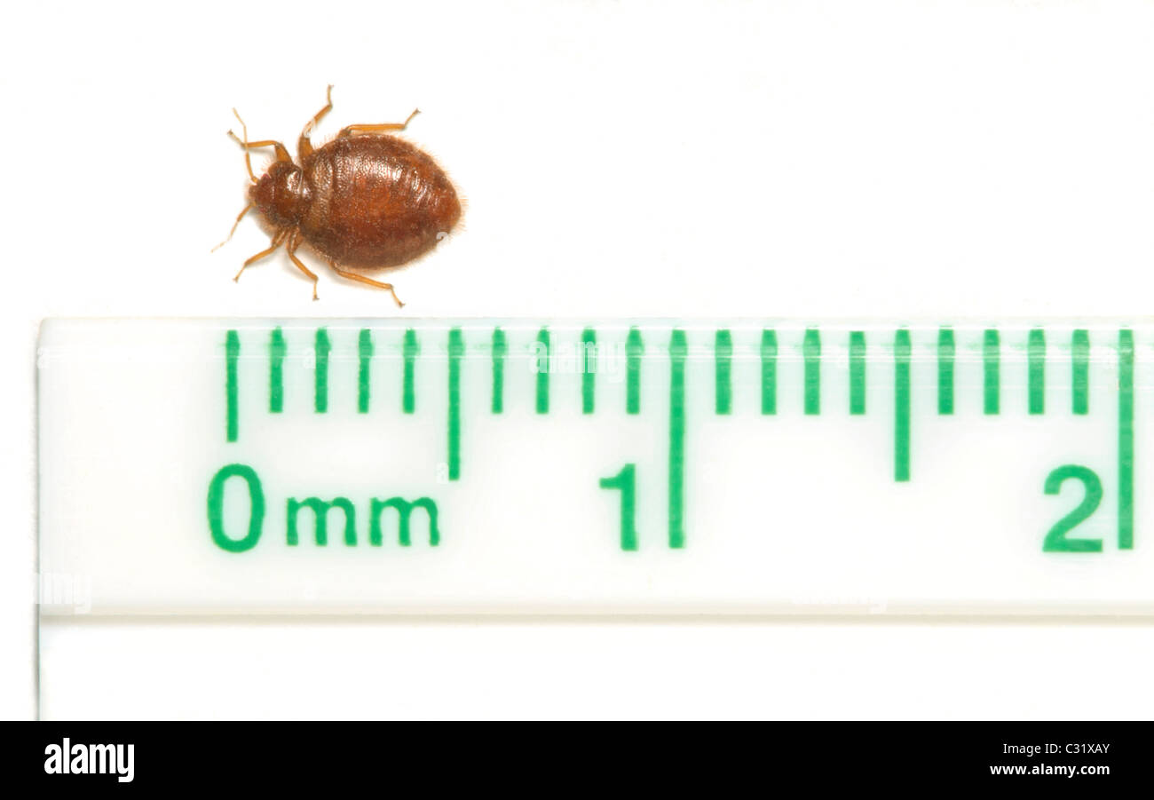 Common adult Bedbug- Bed bug (Cimex lectularius) with millimeter/ inch ruler, shows relational size of this insect pest, Colorado US. Stock Photo