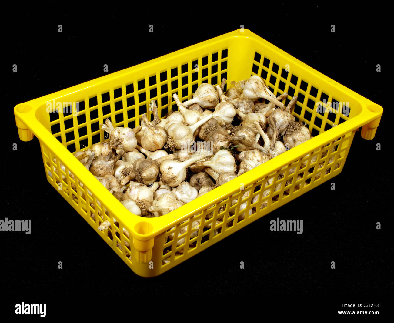 Garlic in a yellow plastic box on a black background. Stock Photo