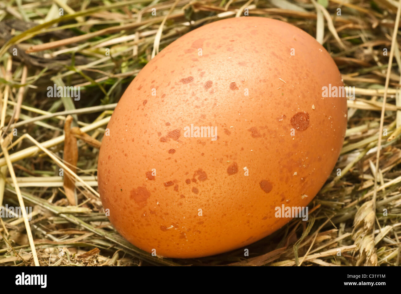 egg in a nest Stock Photo Alamy
