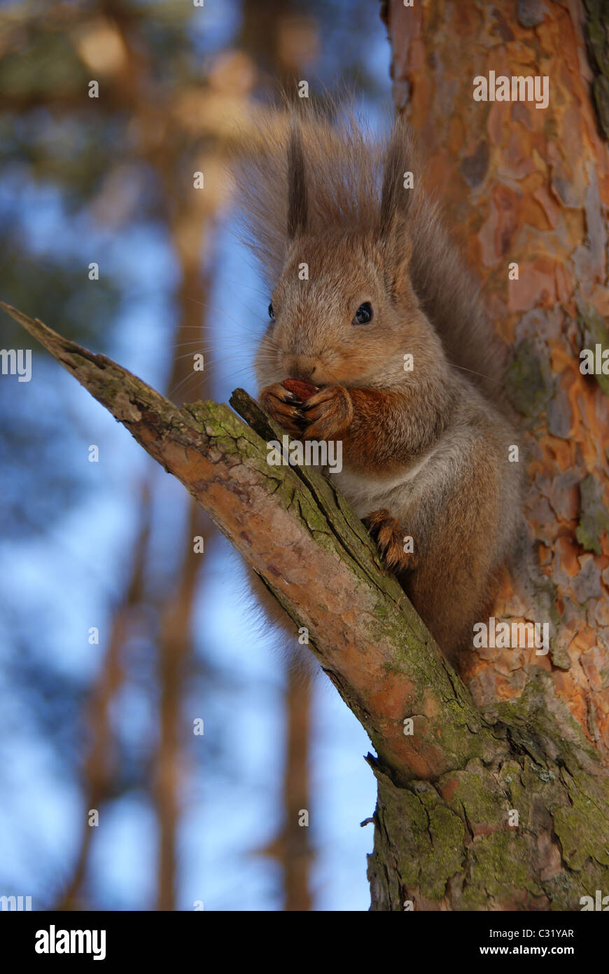 squirrel sits on a tree Stock Photo