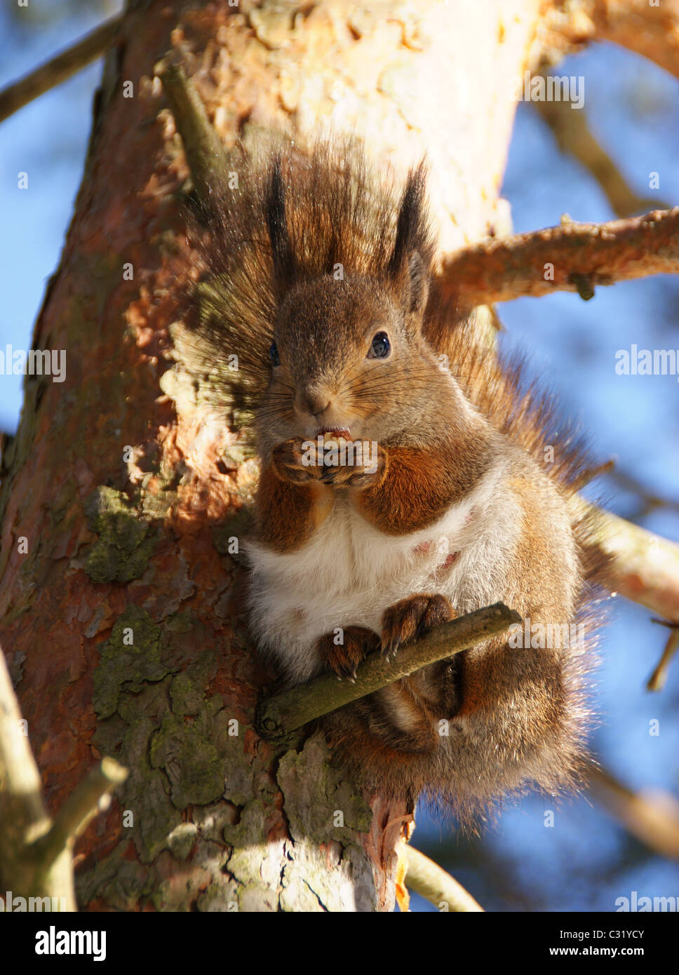squirrel sits on a tree and gnaws a nut Stock Photo
