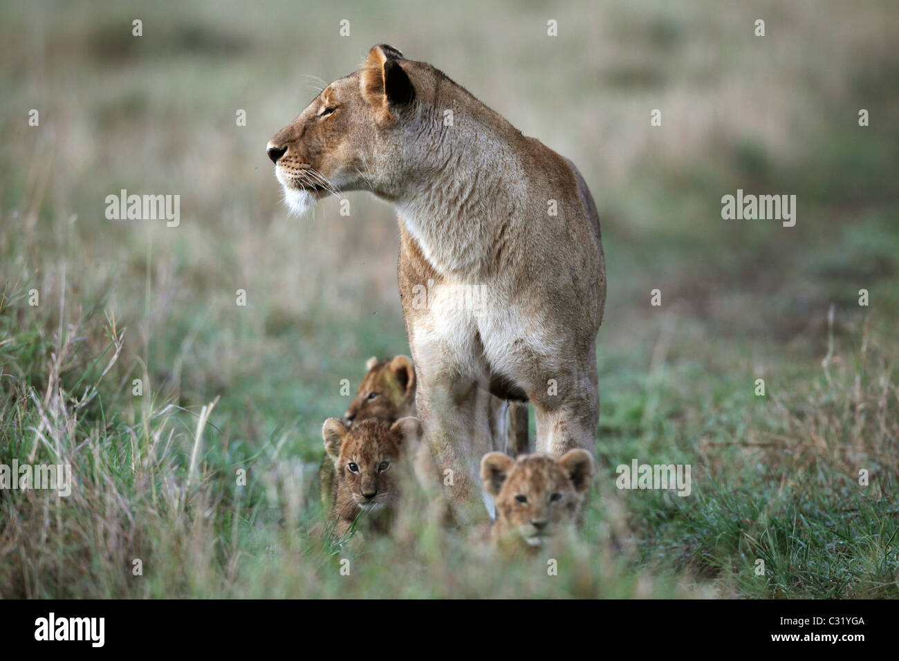 Lioness (Panthera leo) and cubs, Masai Mara National Reserve, Kenya ...