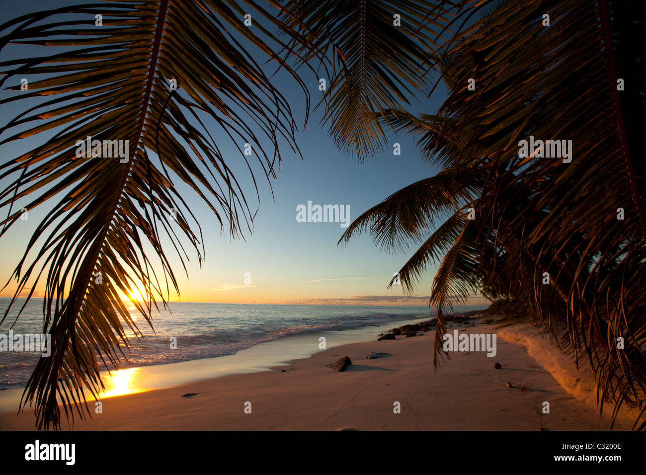 Palm leaves seychelles hi-res stock photography and images - Alamy