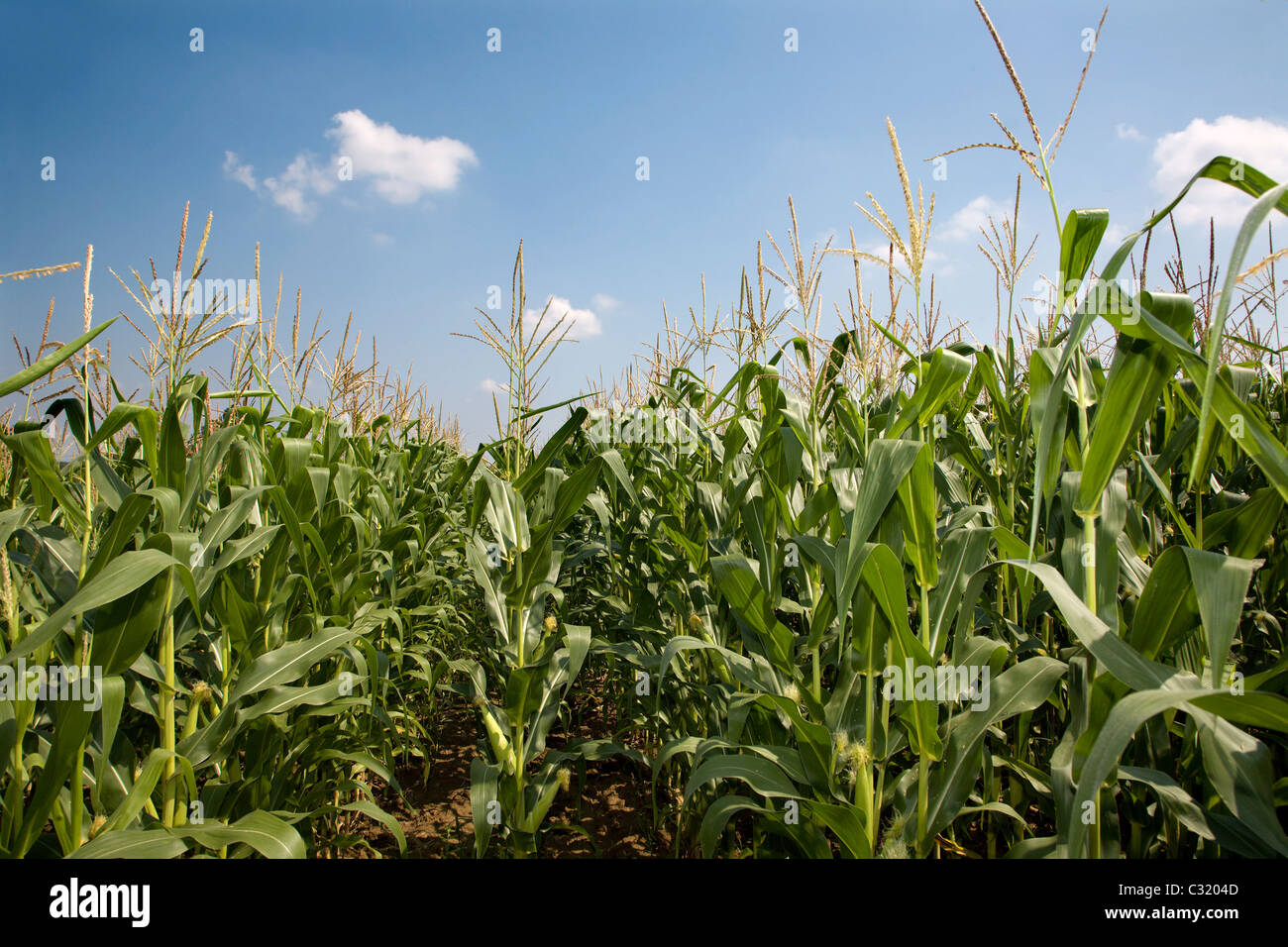 maize and the sky - summer Stock Photo