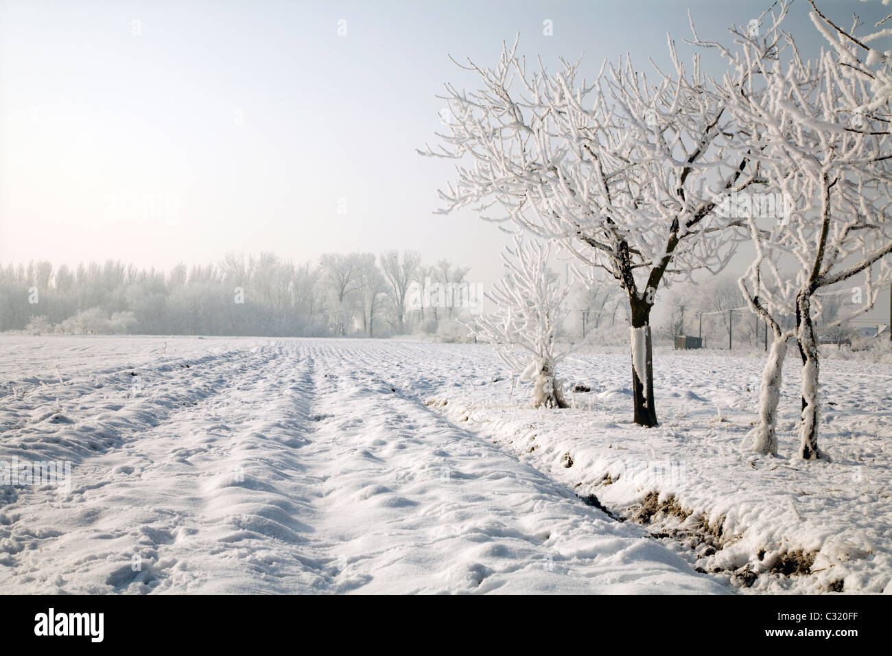 field and tree in winter morning Stock Photo