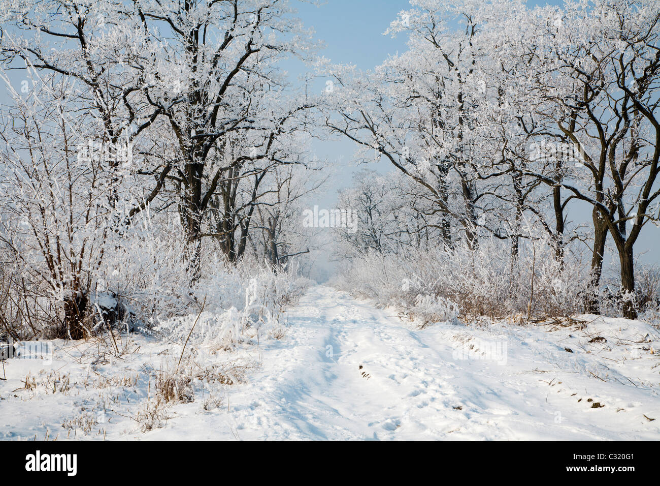 alley in the winter Stock Photo - Alamy
