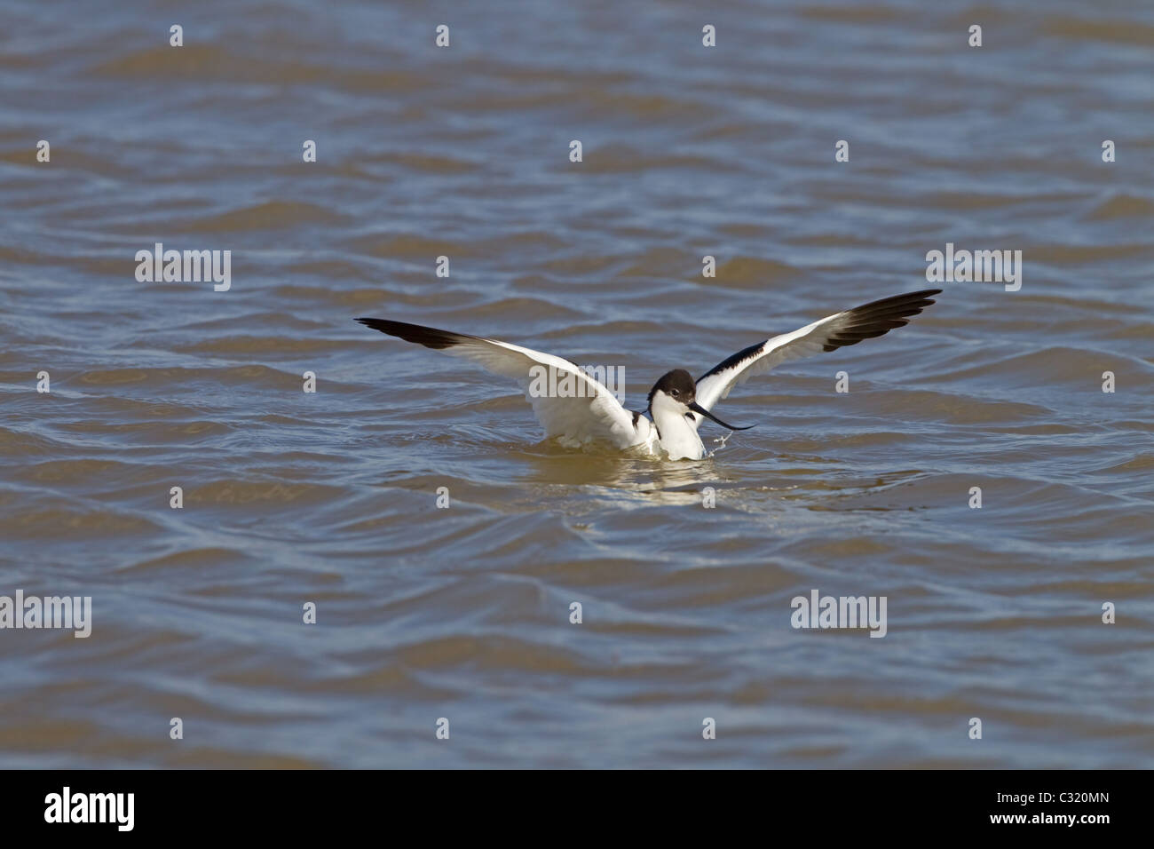 Avocet Recurvirostra avocetta about to land in shallow water Stock Photo