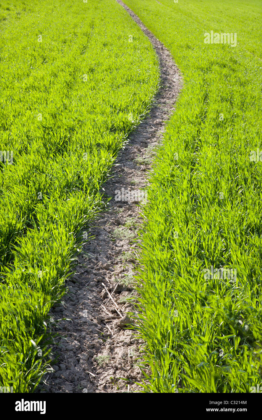 field in spring Stock Photo - Alamy