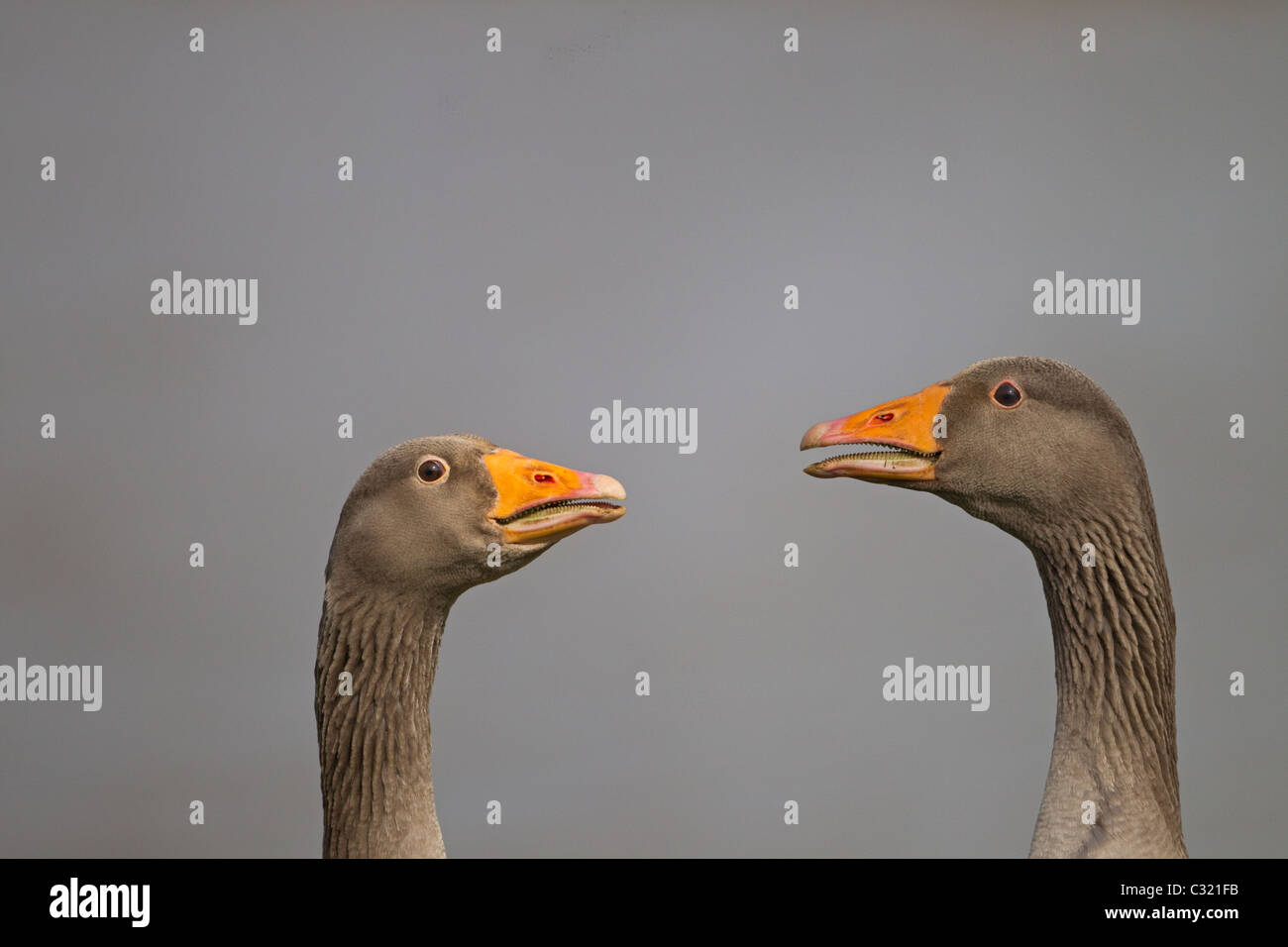 Greylag Geese Anser anser pair calling Stock Photo