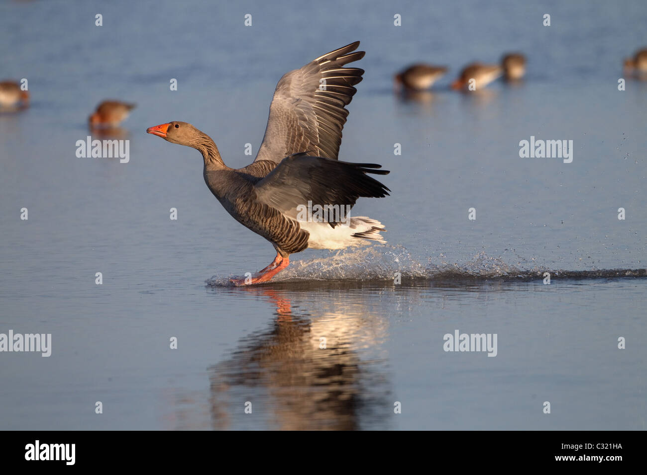 Greylag Geese Anser anser taking off at Cley Norfolk Stock Photo