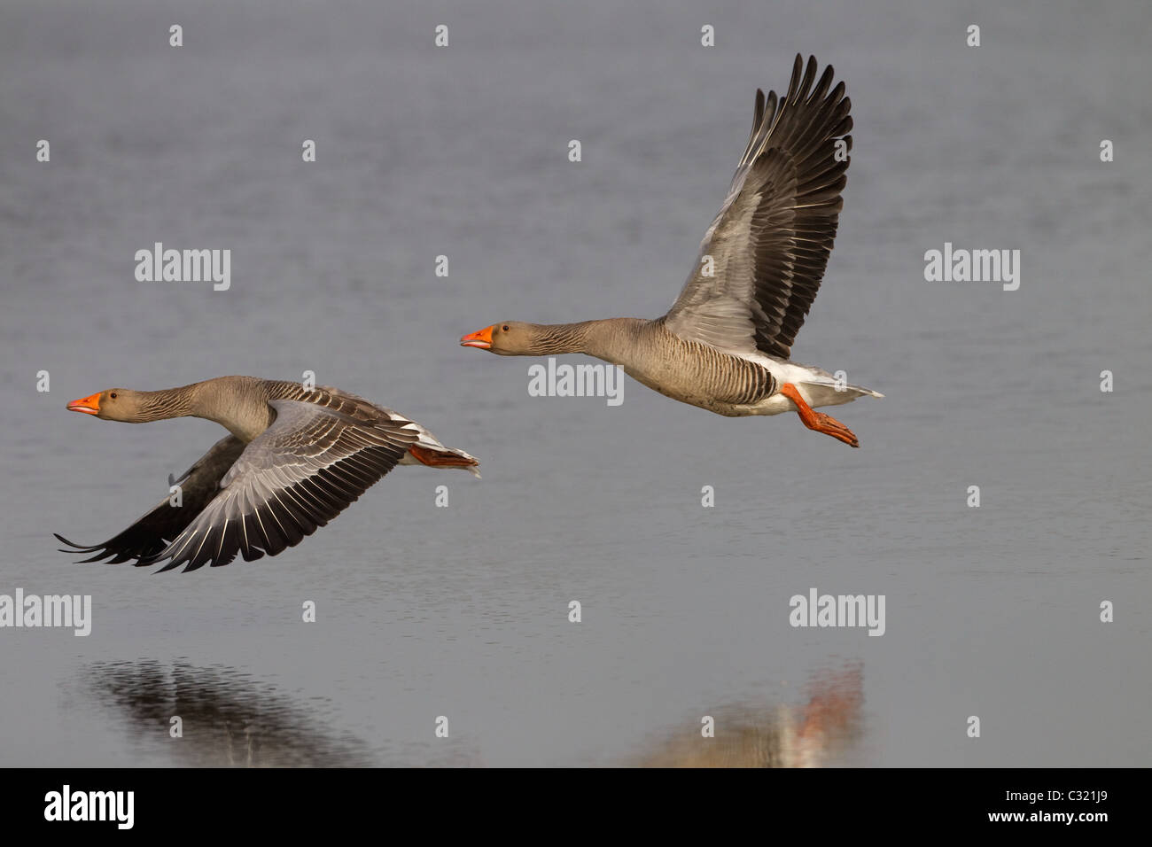 Greylag Geese Anser anser Flock in Flight over Norfolk coastal marshes Stock Photo