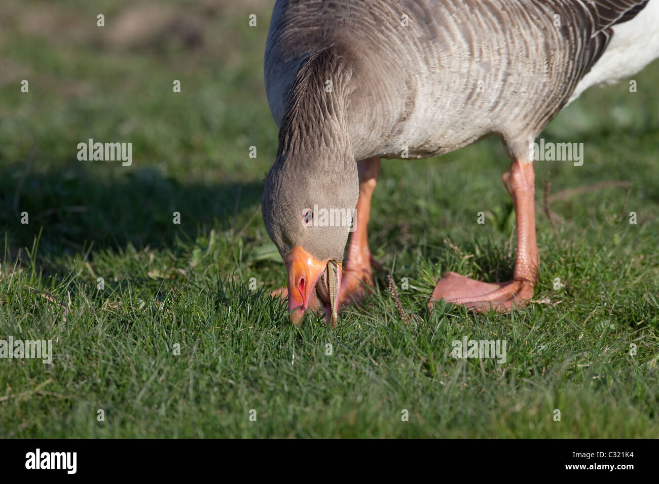 Greylag Goose Anser anser grazing grass Stock Photo