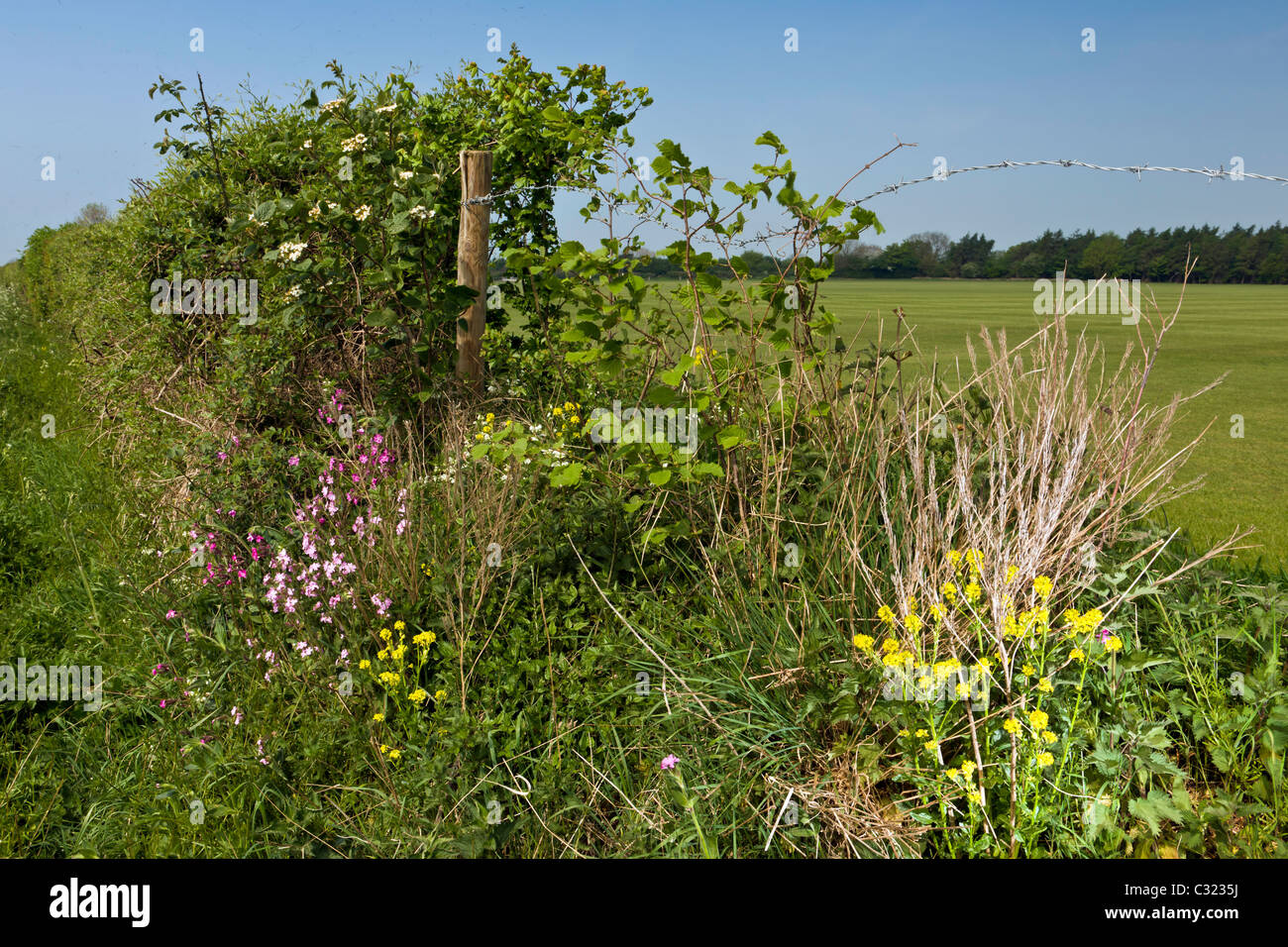 English hedgerow in springtime Stock Photo