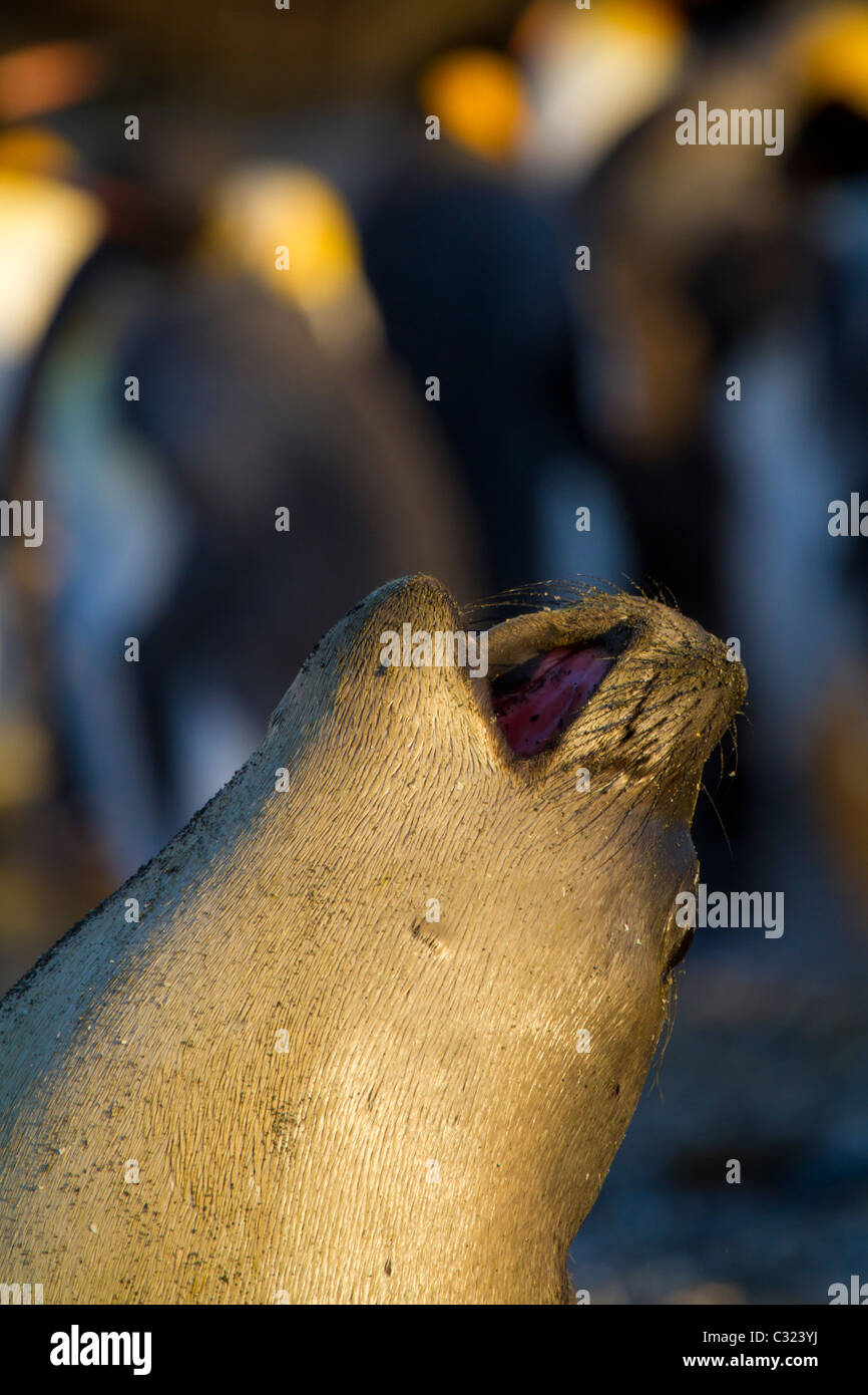 A young elephant seal barks and stretches in the morning sunrise, Gold
