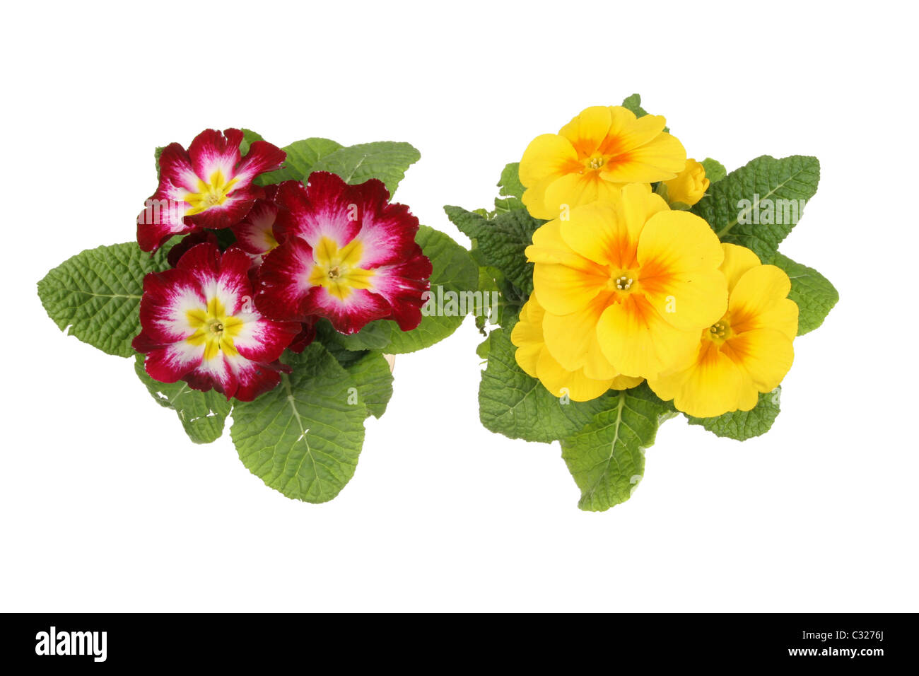 Yellow and red primula flowers isolated on white Stock Photo