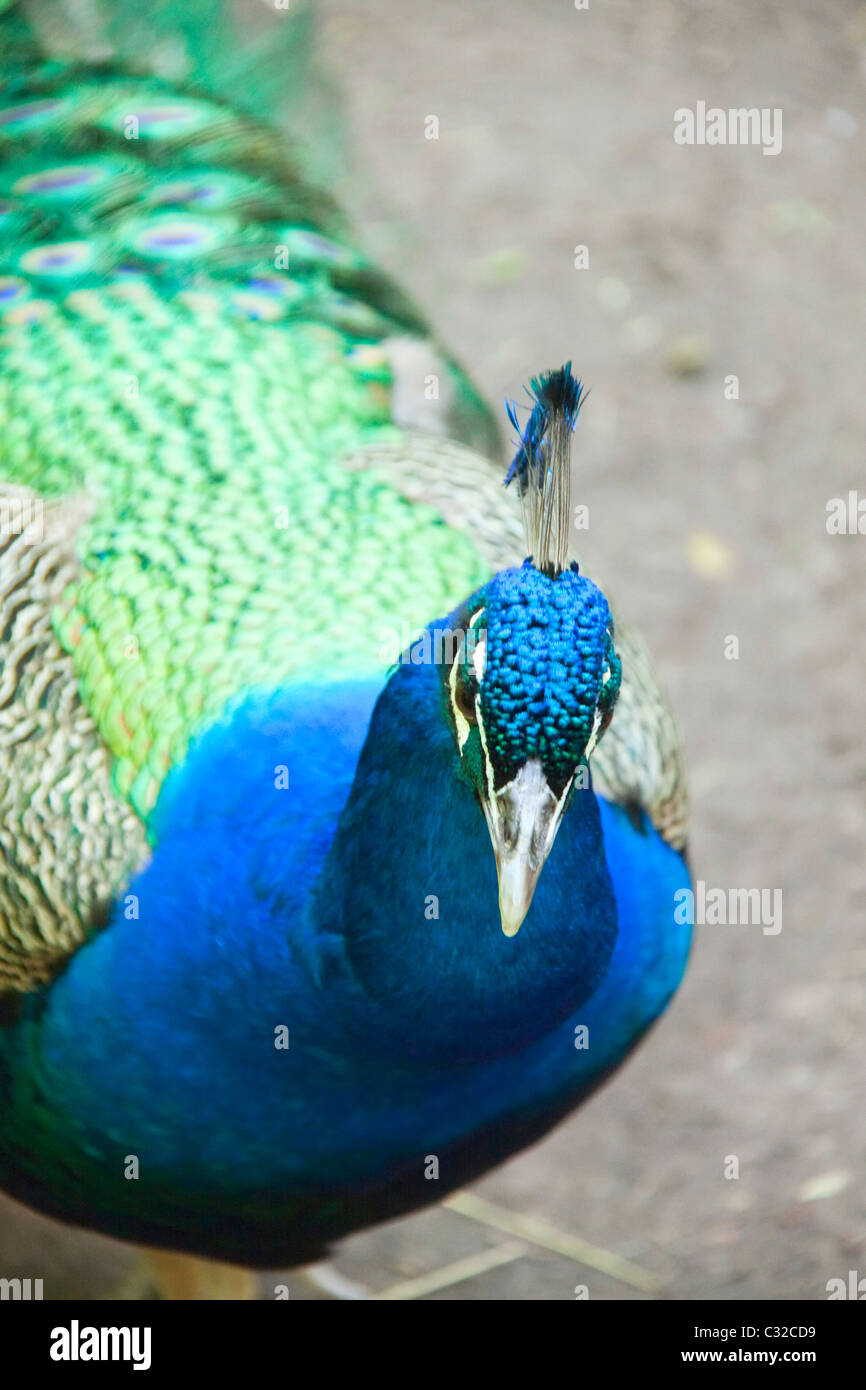 A peacock looking at the camera Stock Photo - Alamy
