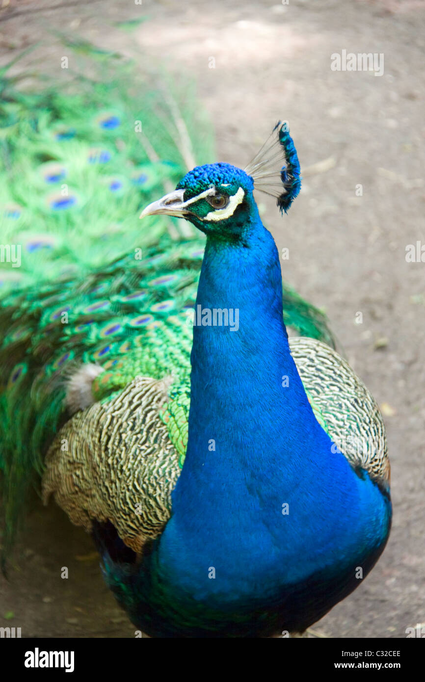 A peacock looking at the camera Stock Photo - Alamy