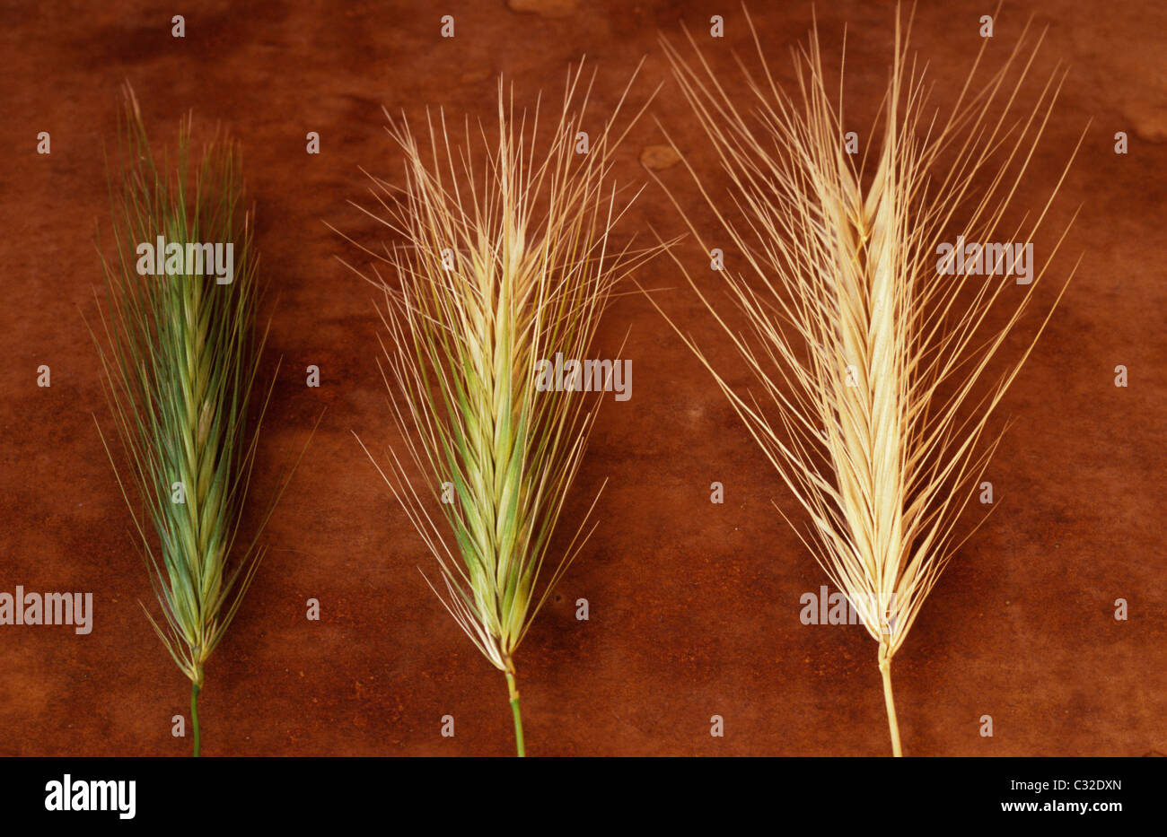 Three heads of Wall barley or Hordeum murinum green unripe and cream ripening and blonde ripe lying in row on brown surface Stock Photo