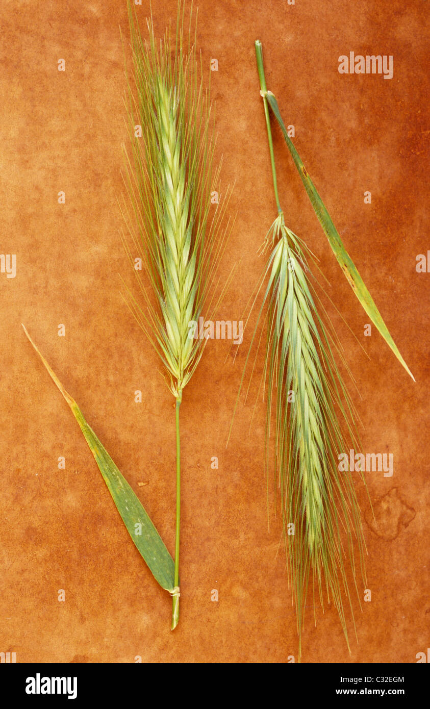 Two heads of Wall barley or Hordeum murinum ripening from light green to cream lying head-to-tail on brown surface Stock Photo