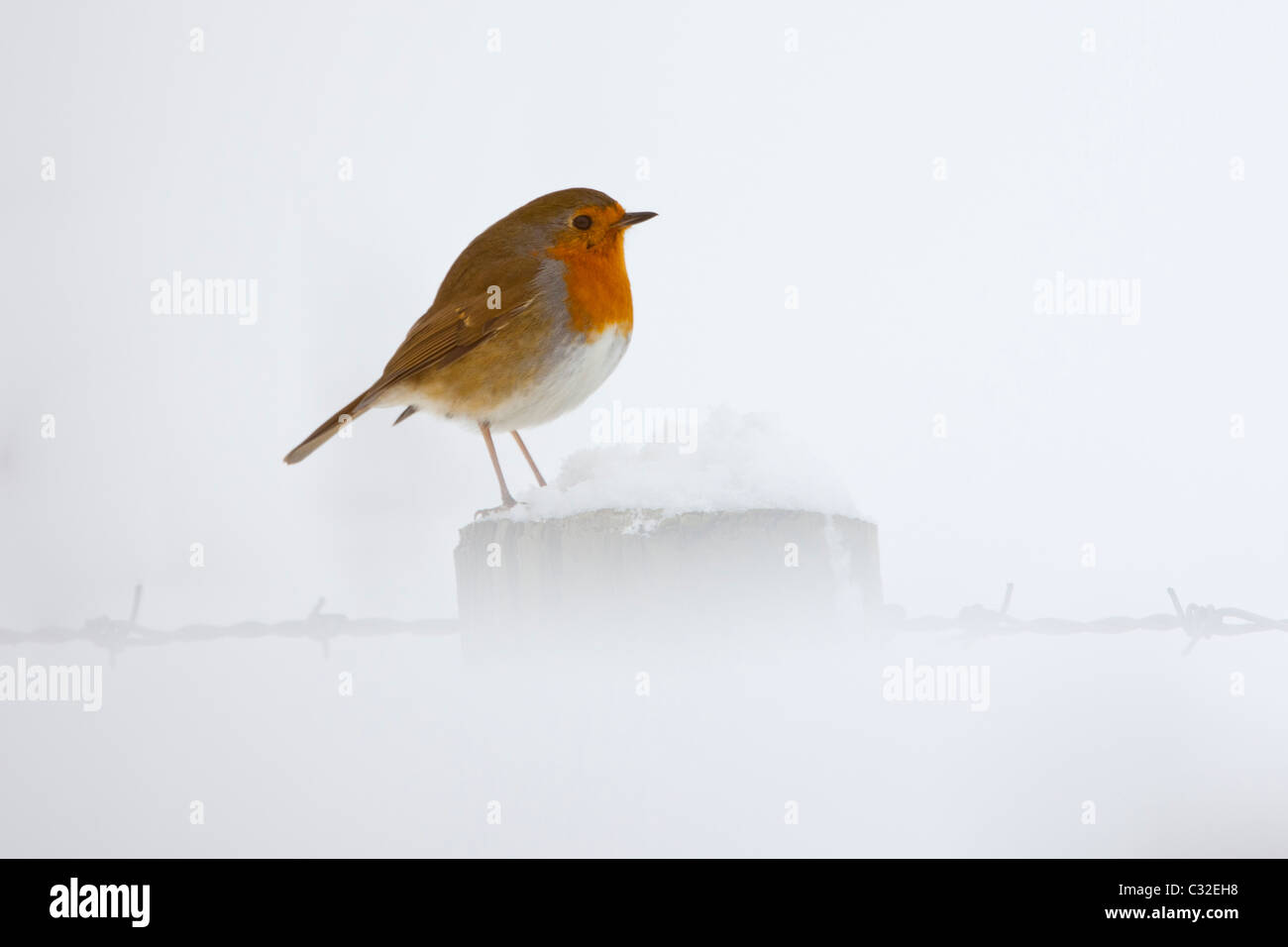 Robin puffed up against the cold perches by a snowy hillside in The Cotswolds, UK Stock Photo