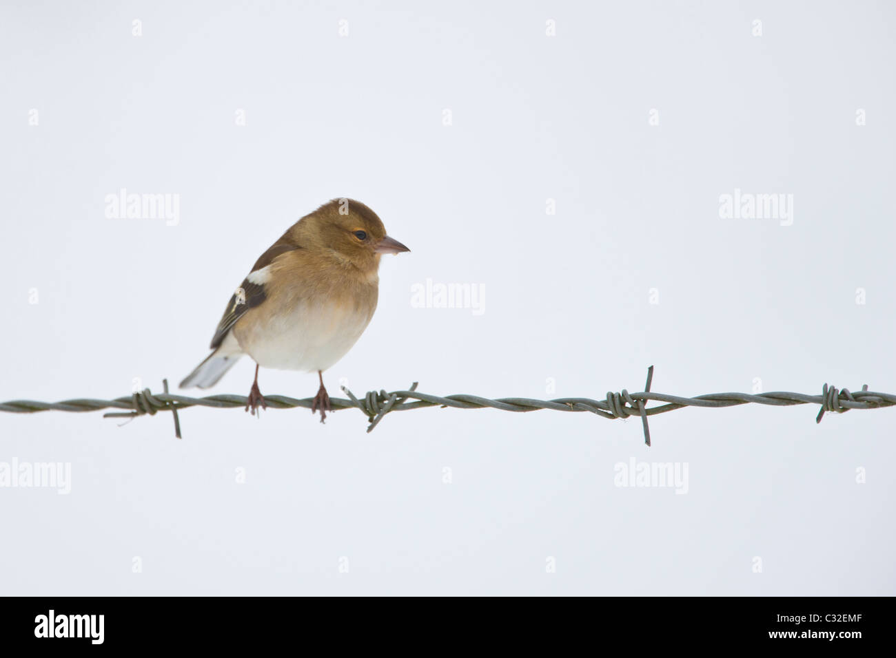 Chaffinch female perches on barbed wire by snowy hillside, The Cotswolds, UK Stock Photo