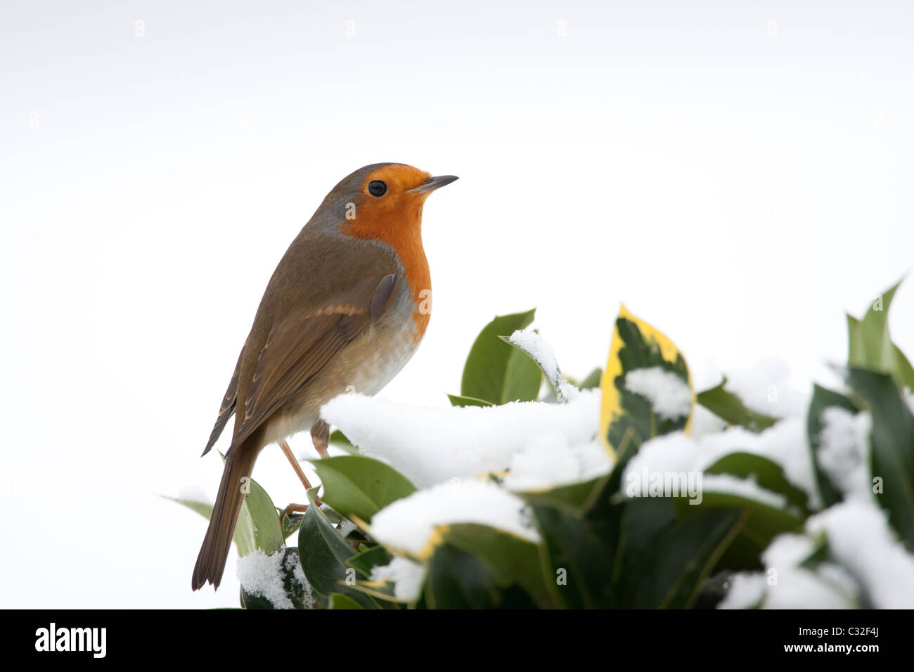 Typical winter scene robin perches on hedgerow holly and ivy by snowy hillside in The Cotswolds, UK Stock Photo