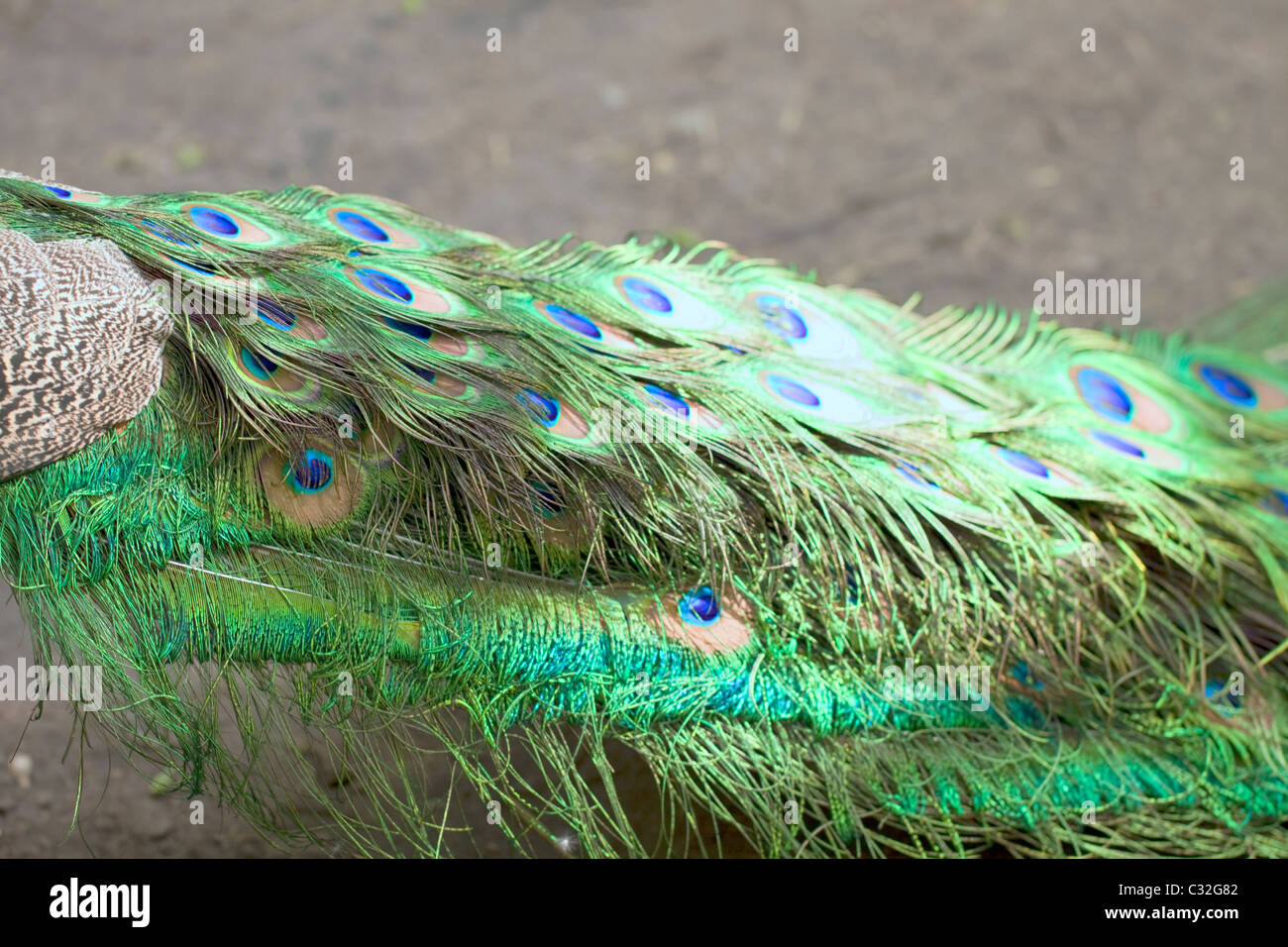 A peacock's tail folded Stock Photo